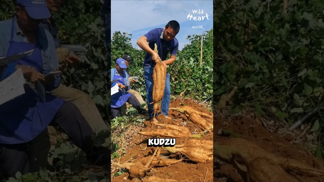 Kudzu: From Invasive to Edible