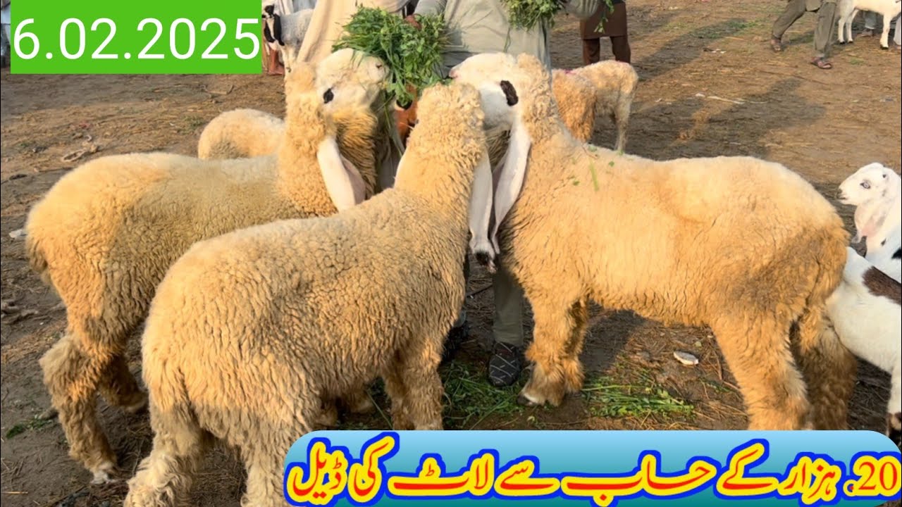 Live 6 animals deal in animal market today | Sheep rate in Pakistan