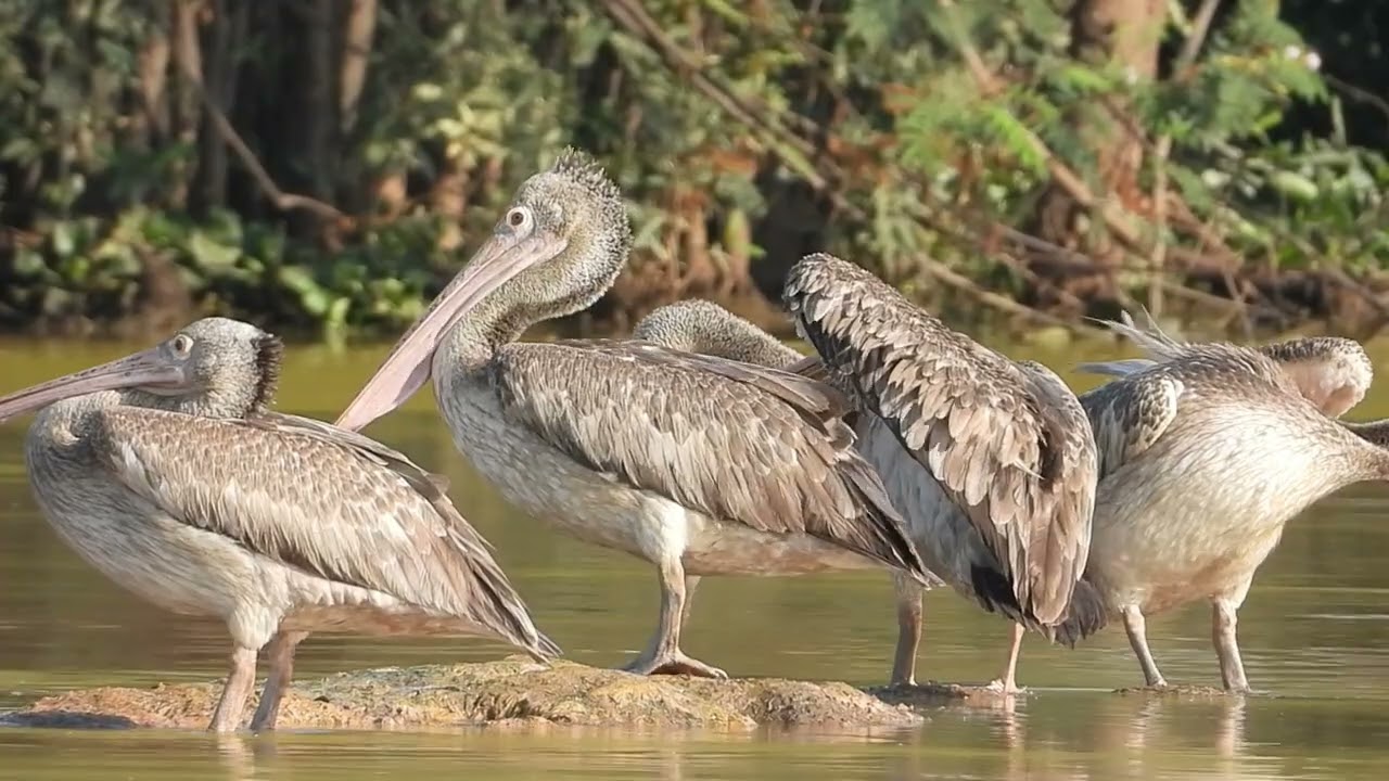 Tropical birds in Cambodia | 4K