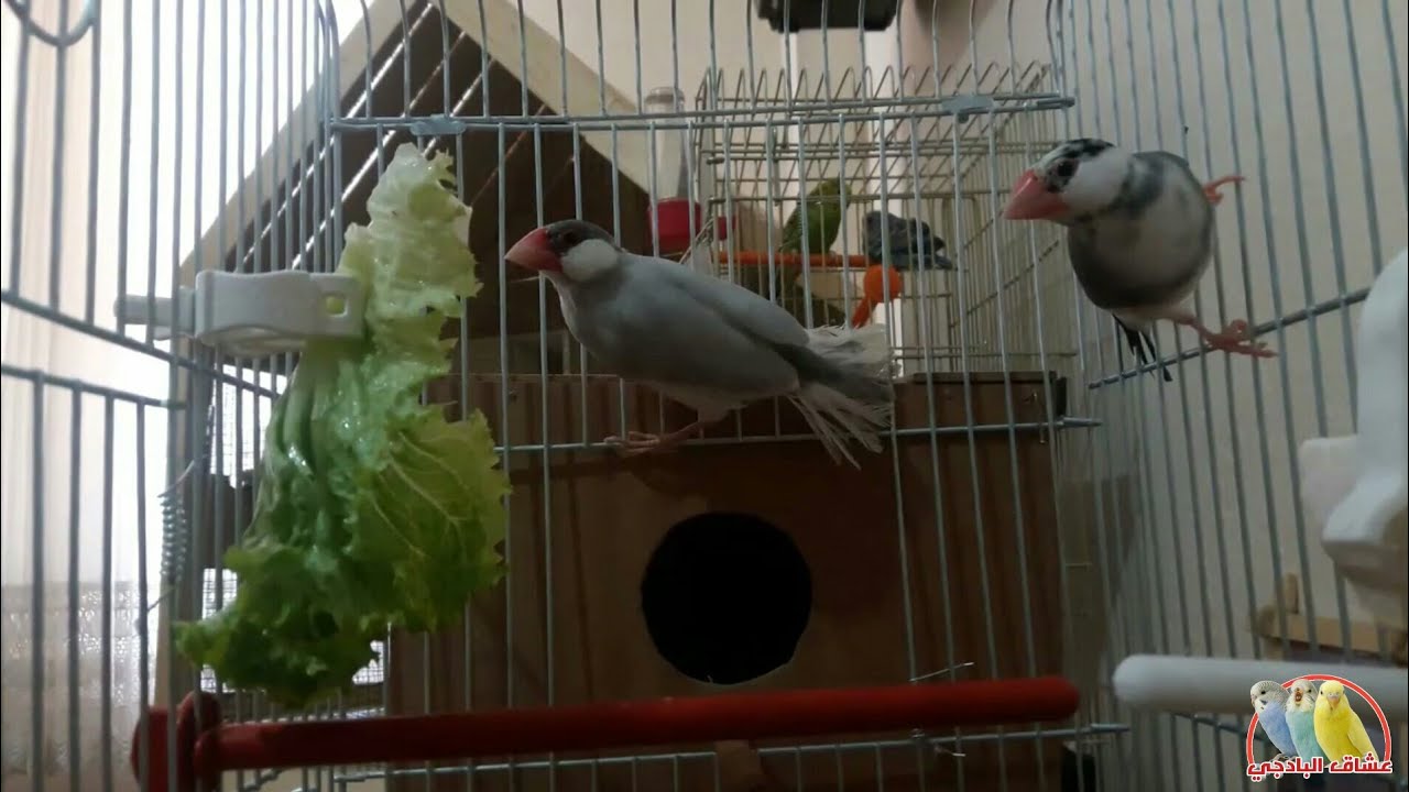 هل إنتاج عصافير الجاوا سهل أم صعب وكم بيضة يبيض كل عش
