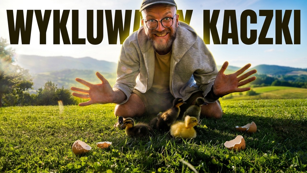 Czy damy radę z hodowlą kaczek? Zaczynamy!