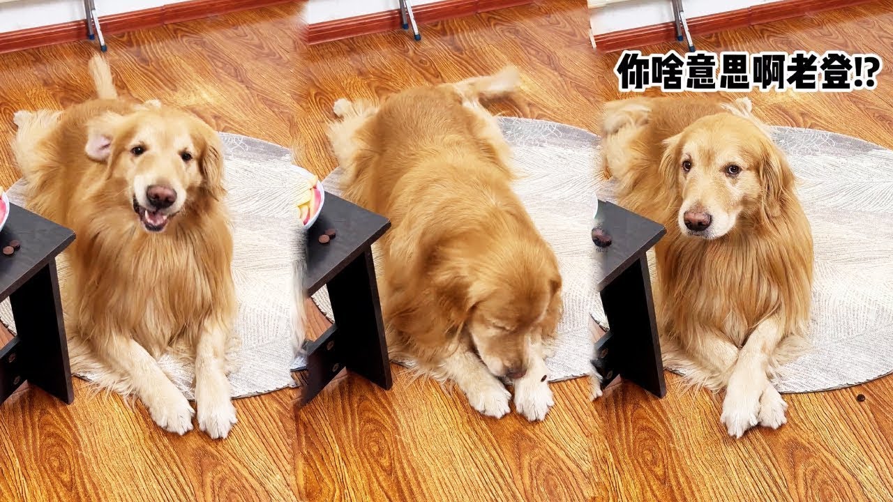 辛巴：老登，敢算计我，这药藏的真深~#萌宠出道计划 #万物可爱计划 #宅家治愈记