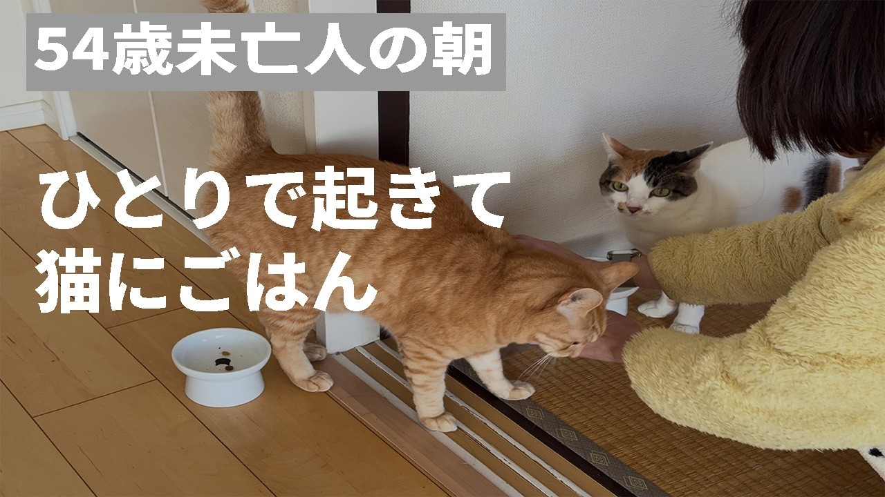 【54歳おひとりさま】団地で迎えるいつもの朝｜猫と始まる時間