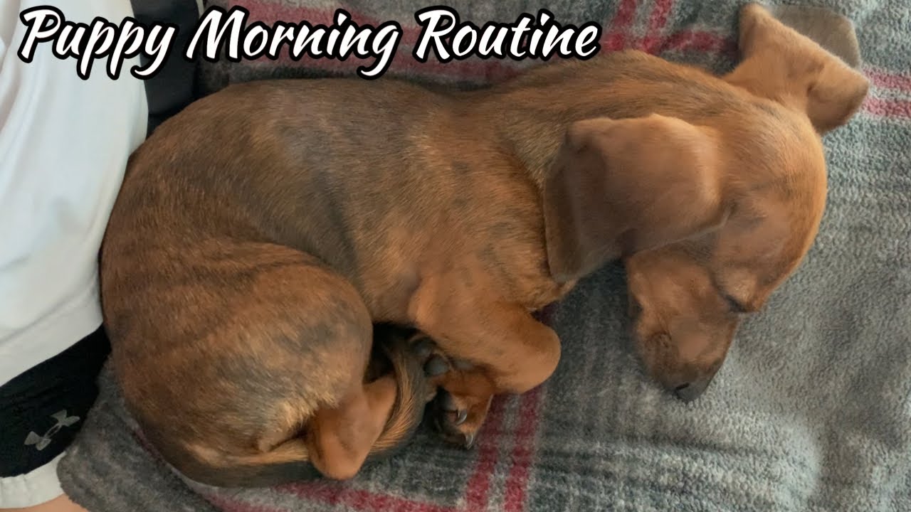 Mini dachshund puppy's morning routine