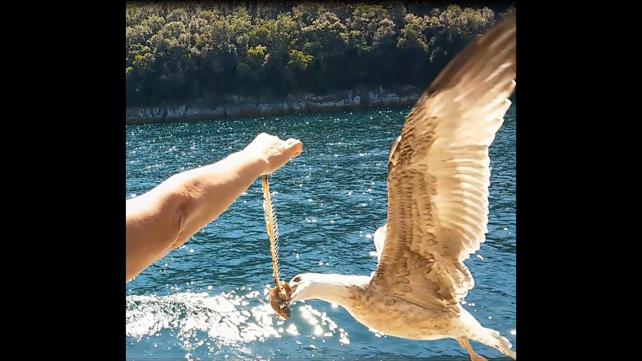 Seagulls - Lim fjord - 2015