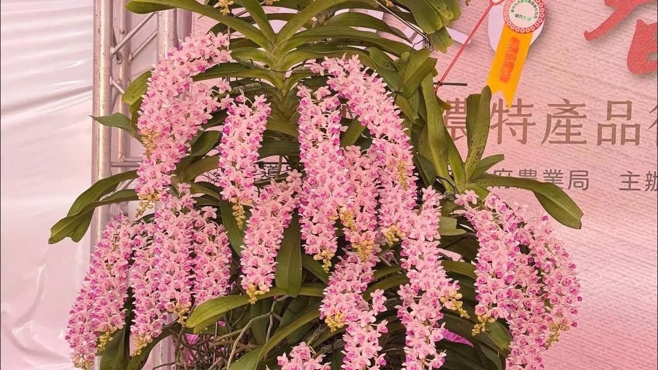 lan rừng 25/3/sđt : 08666.05553. tr&acirc;u rừng v&ugrave;ng miền v&iacute;p , xả sơn thủy ti&ecirc;n nụ &hellip;.vvv