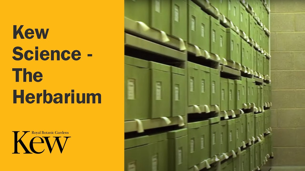 Kew Science - The Herbarium