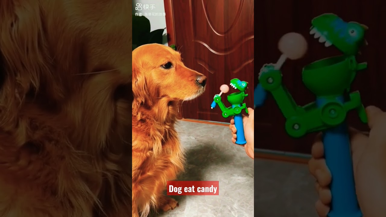 Dog eat candy