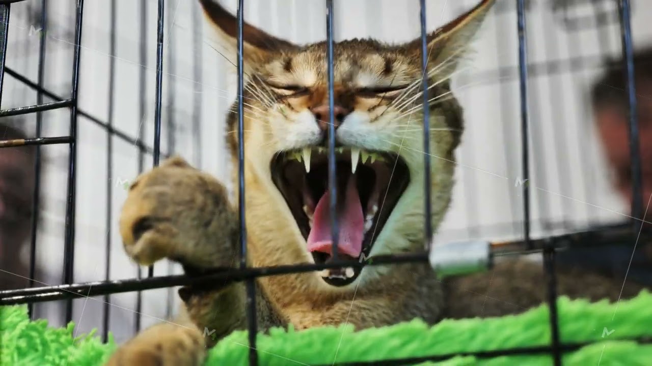 Purebred chausie cat resting in cage during cat show