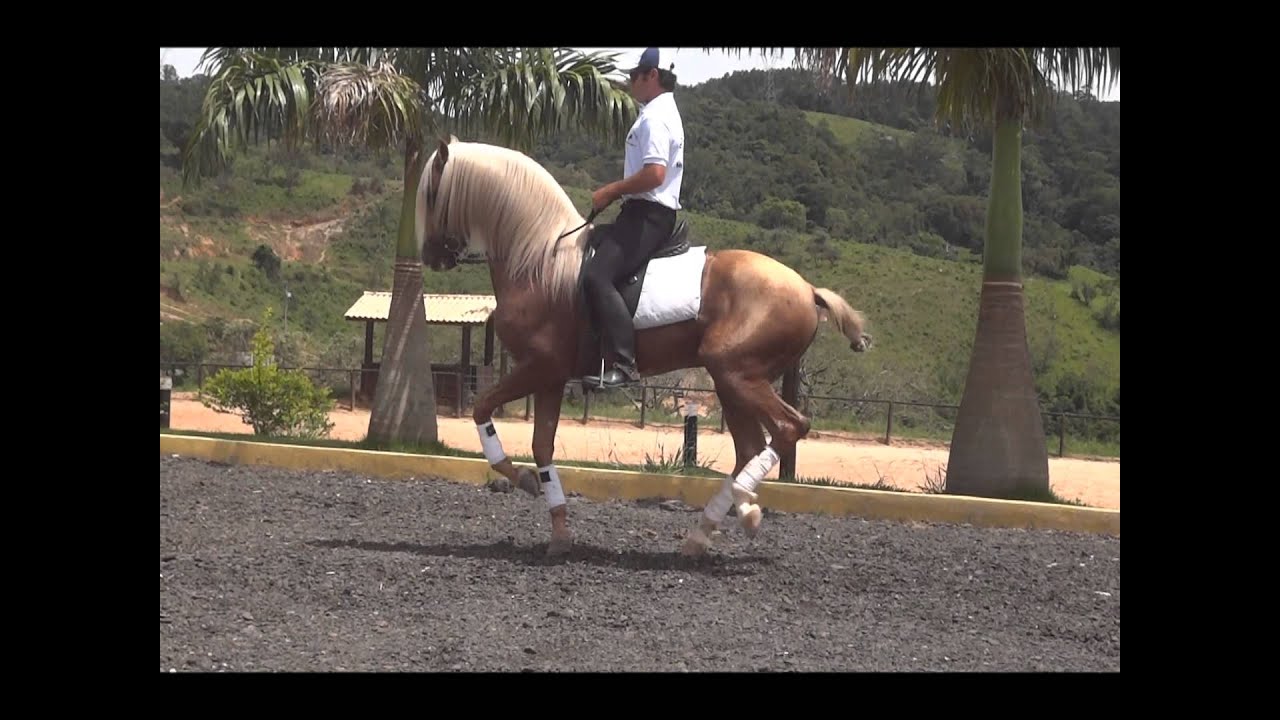 Malboa, Cavalo Lusitano Palomino, Hipica Rancho Novo