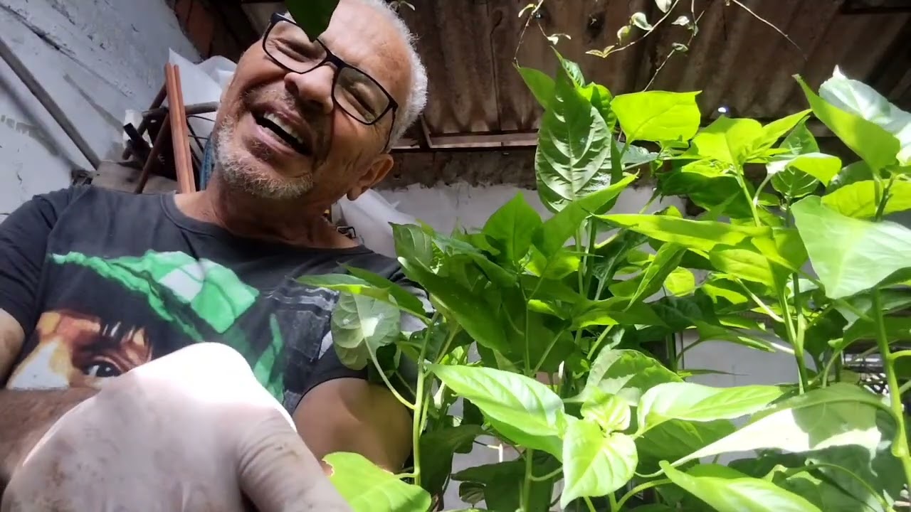 Pimenta Cumari como germinar mais rápido!