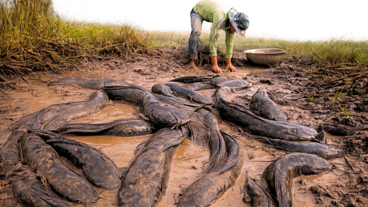 Best Hand Fishing Video Catching Giant Mud Fish in Deep Muddy Ponds