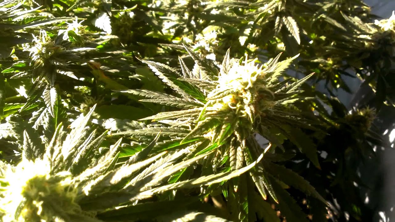 Critical Sensi Star Week 15 Week 8 Flower Update.m