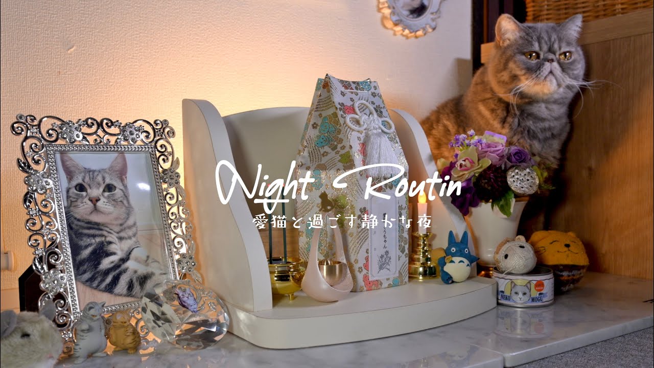 【Night Routine】愛猫たちと大切な家族を想う静かな夜