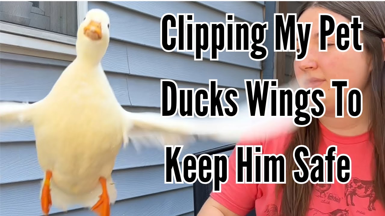 How To Clip A Pet Ducks Wings | Medically Necessary For Blind Duck