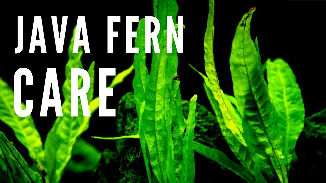 How to Care for Java Fern