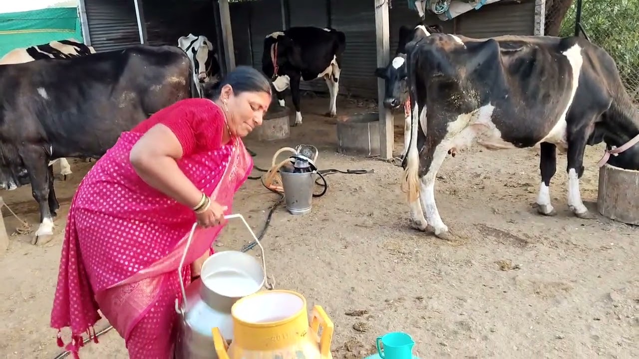 गाईला दृष्ट झाली