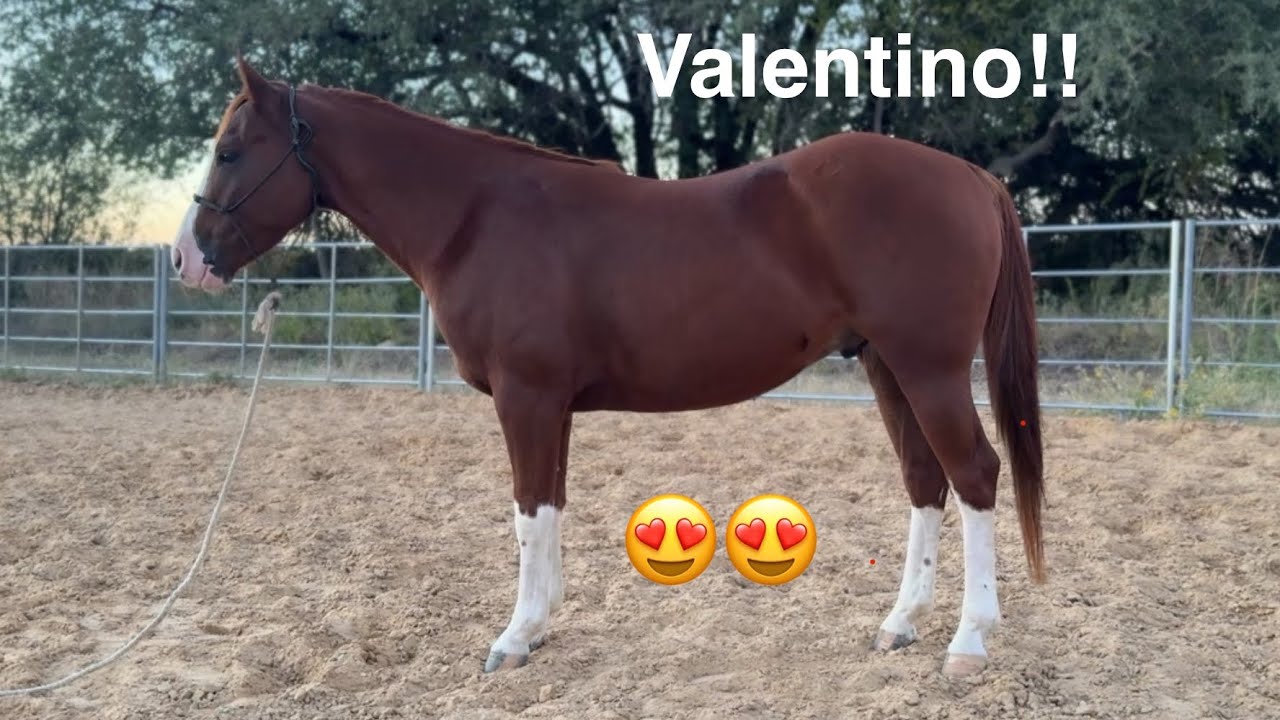 2023 AQHA Gelding “SCQH HAIDAS SPLASH”