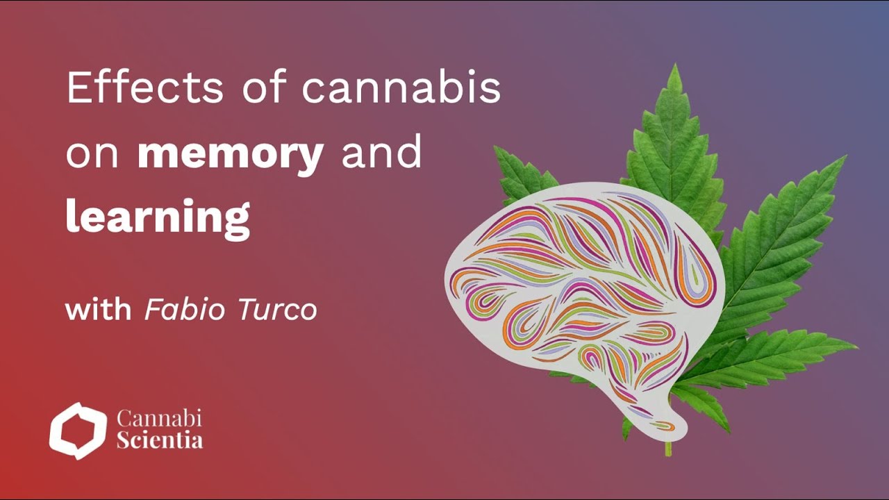 Effects of cannabis on memory and learning