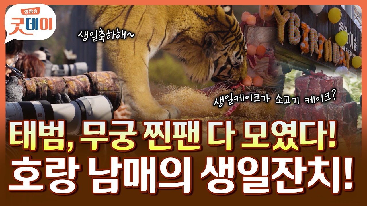 대견한 호랑이 모습에 눈물까지! 호랑남매 생일잔치, 함께 축하해요~ [생방송 굿데이]