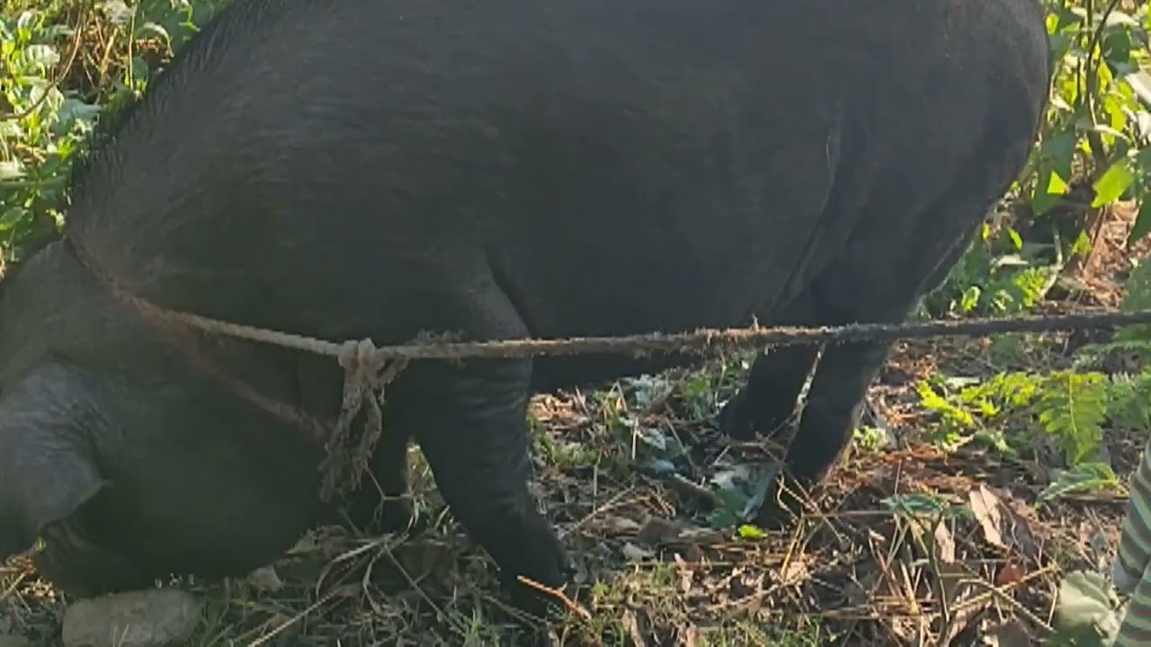 Ghar ka hero # pig lovers# Assam