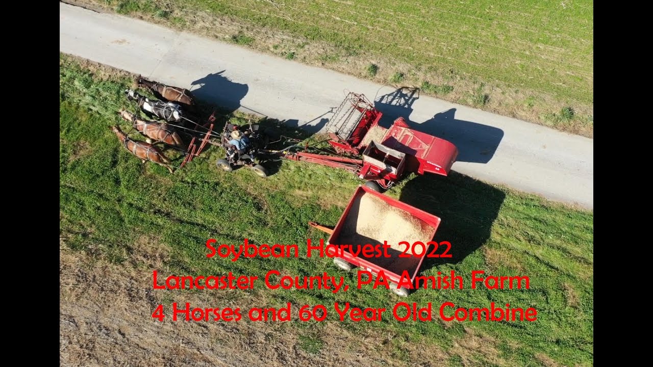 A 60 Year Old McCormick Pull Behind Combine And 4 Horses Harvest Soybeans on Lancaster Amish Farm