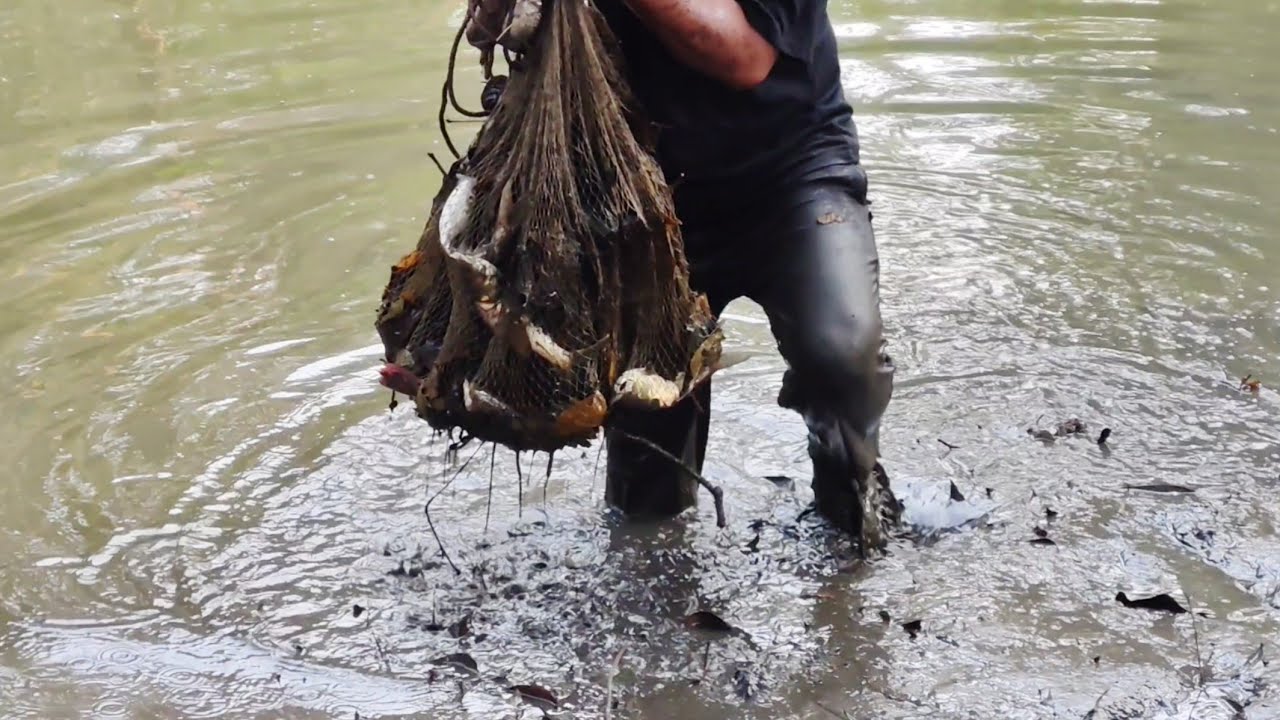 Fish Caching By Net | Traditional Net Fishing Technique 🐟 Rural Village Fishing 🐟 Fishing Video 2026