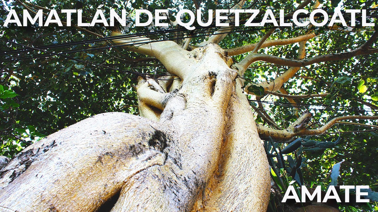Amatl&aacute;n de Quetzalc&oacute;atl- &Aacute;mate