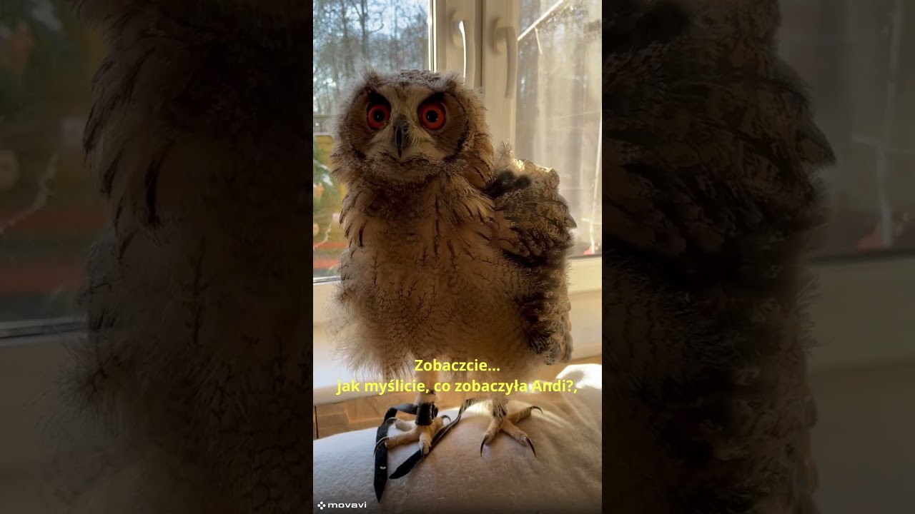 Zagadka co zobaczyła Andi? #owl #sowy