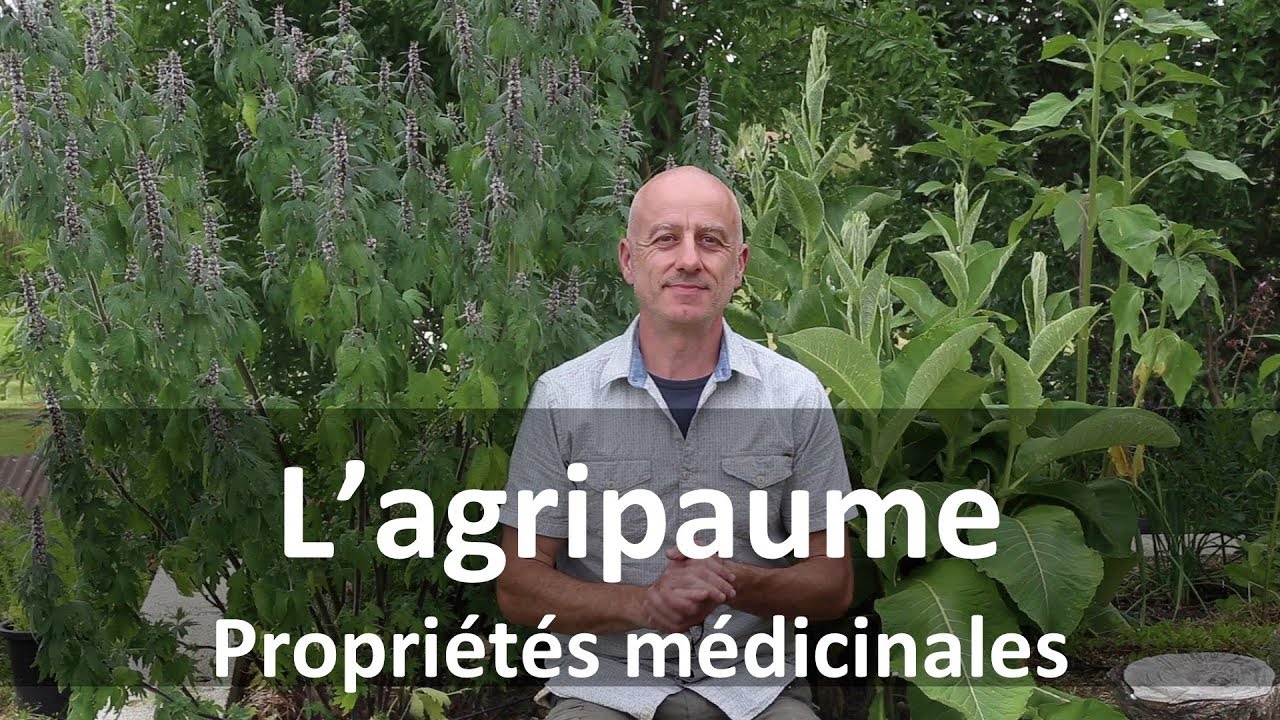 Agripaume : plante médicinale oubliée