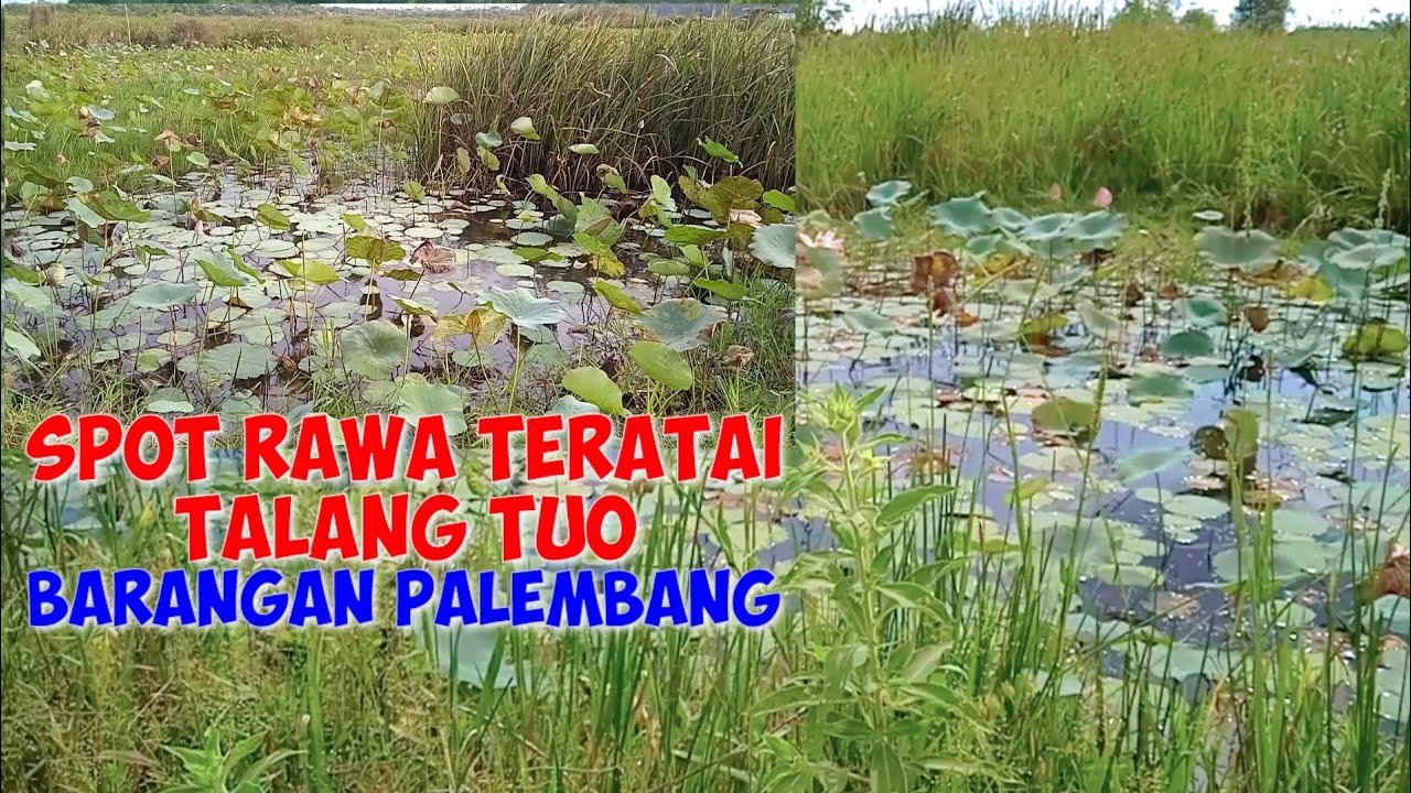 SPOT RAWA TERATAI TALANG TUO BARANGAN PALEMBANG