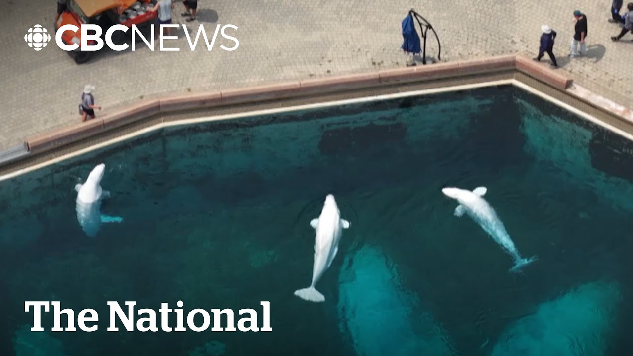 Marineland applies to export its 30 beluga whales