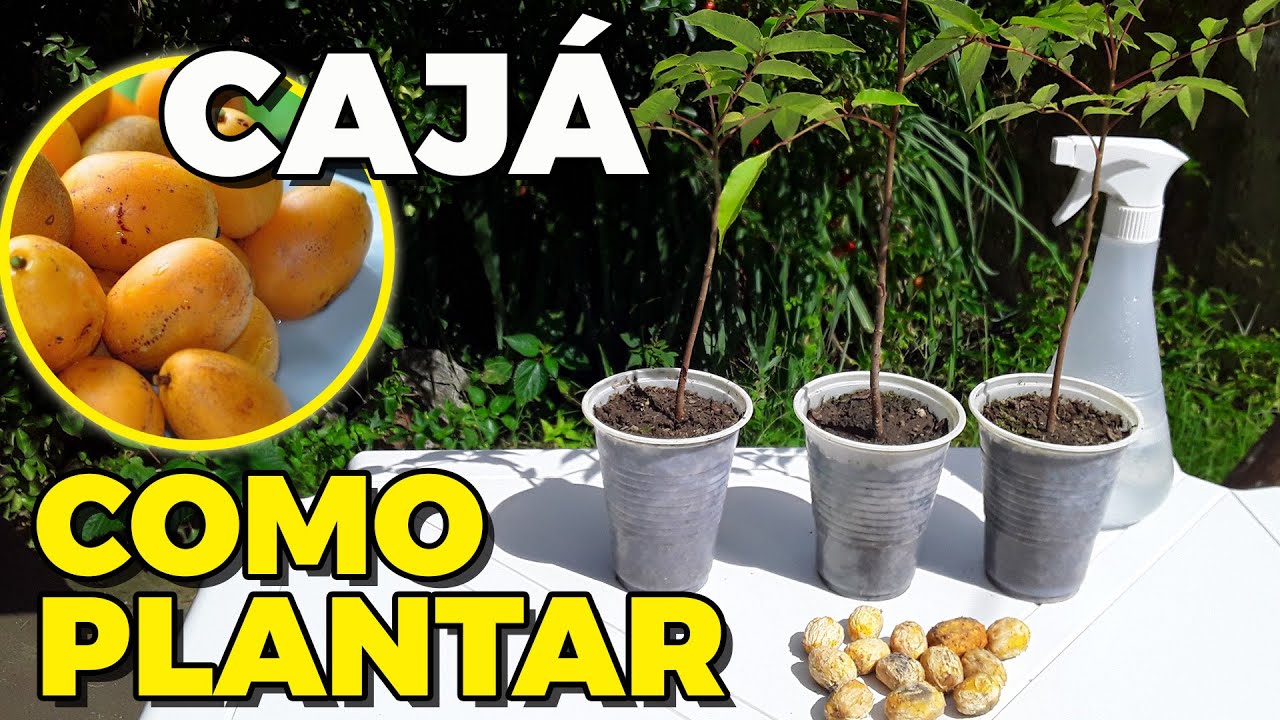 Como PLANTAR CAJÁ Silvestre Por Sementes Passo a Passo