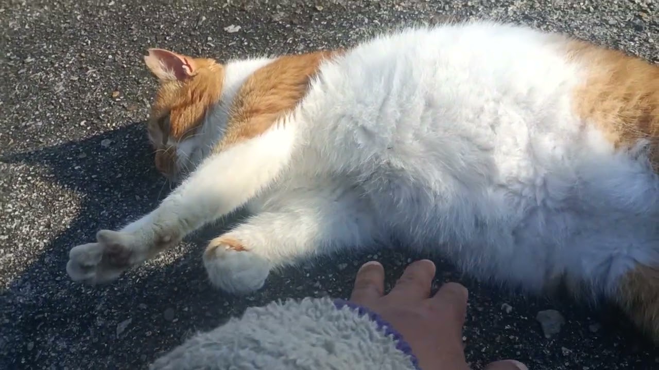 地域猫レイムの幸せ🤸