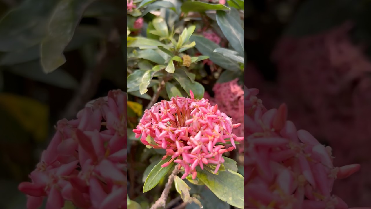 Lots of Flower #shortvideo #weekwithme