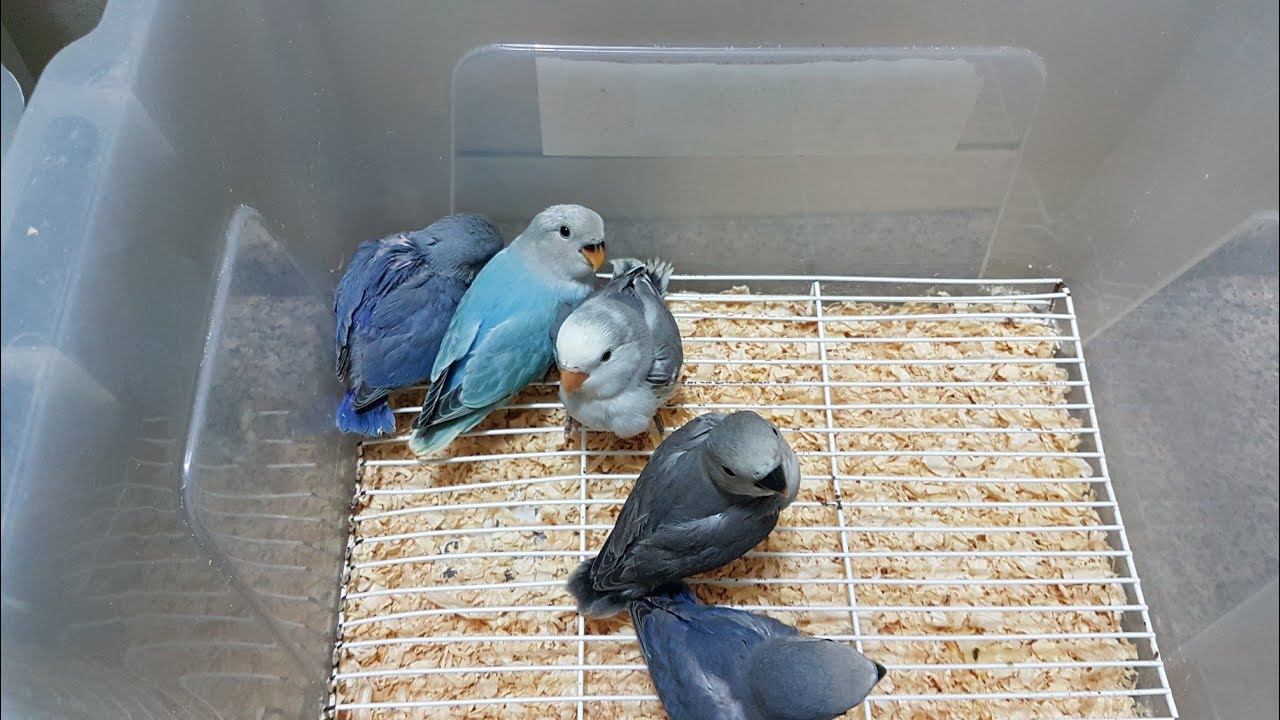 Tirando filhotes de agapornis do ninho e como estão agora