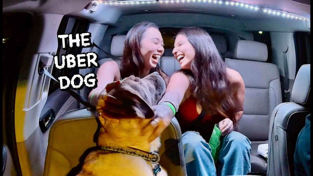 ИЗВЕСТНЫЙ UBER DOG DRIVE THRU