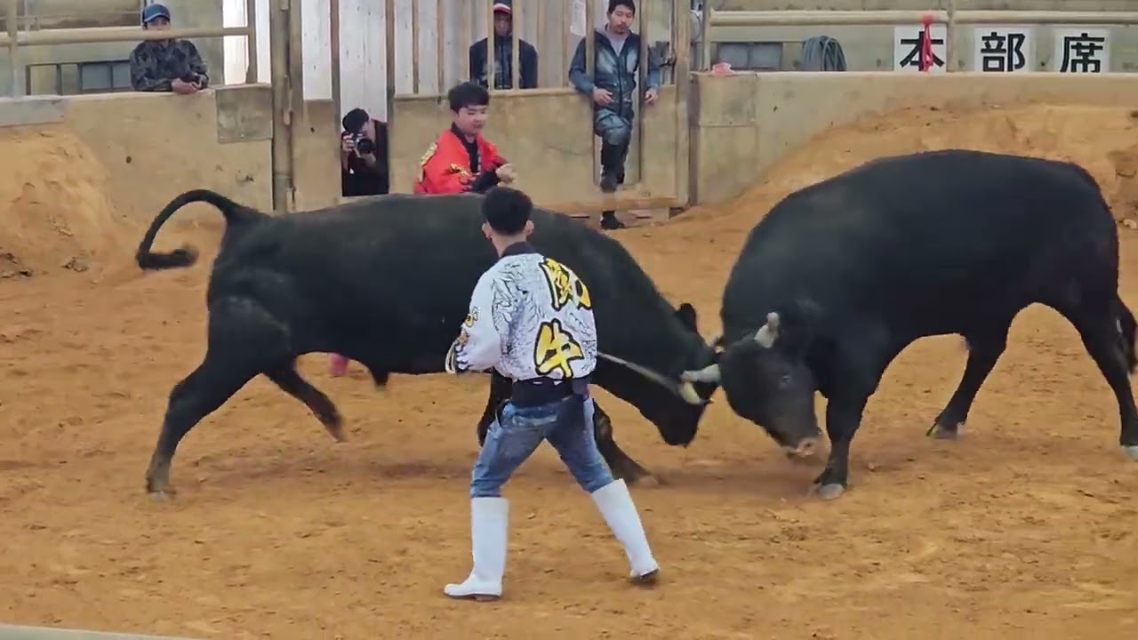 No.083　観光闘牛 新力トガイーx2代目黒獣王 / うるま市　Japanese Bull Sumo? Okinawa’s Unique Bullfighting Culture　2026年2月