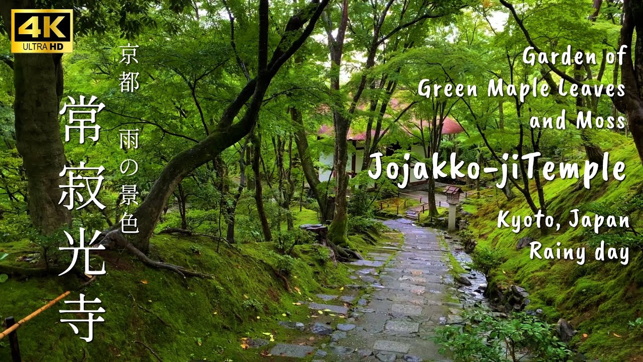 【 Jojakko-ji 】🇯🇵☔️A Moss Garden with Green Maples Recommended for the Rainy Season in Kyoto, Japan