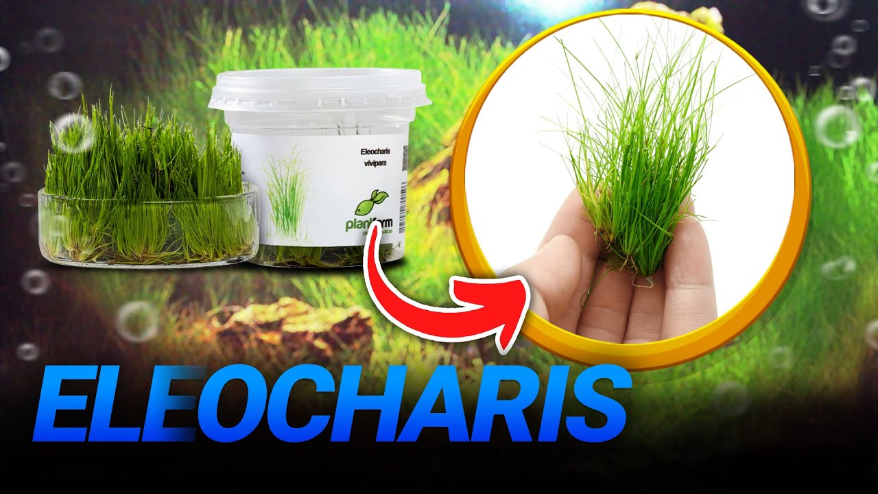ELEOCHARIS PARA O SEU AQUÁRIO, QUAL A MELHOR ESCOLHA?