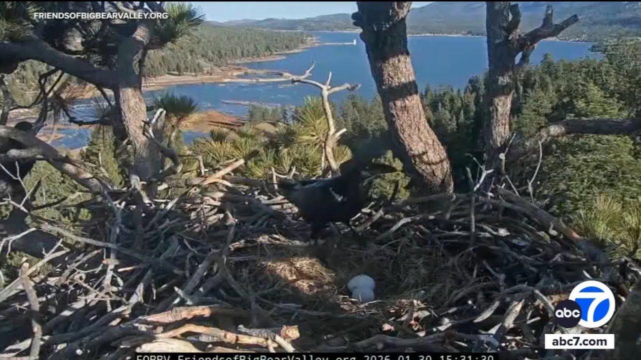 Beloved Big Bear bald eagles lose both eggs after ravens invade nest