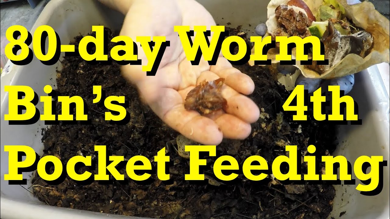 Pocket feeding #4 for 80 day old worm bin   vermicomposting