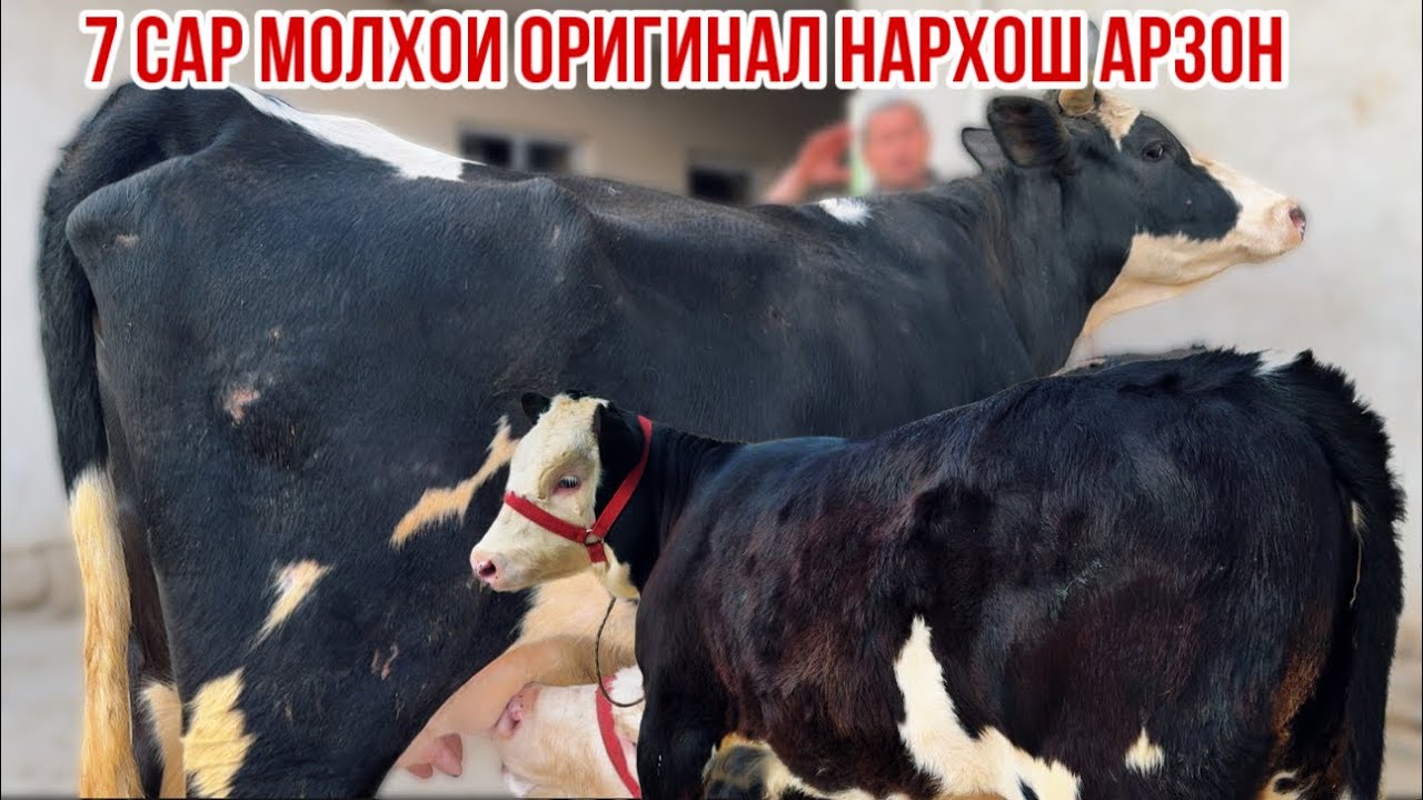 Гоштин Сементали гибрид оча бача бугуз молхо арзон шуд Истаравшан 3 марта 2026 г.