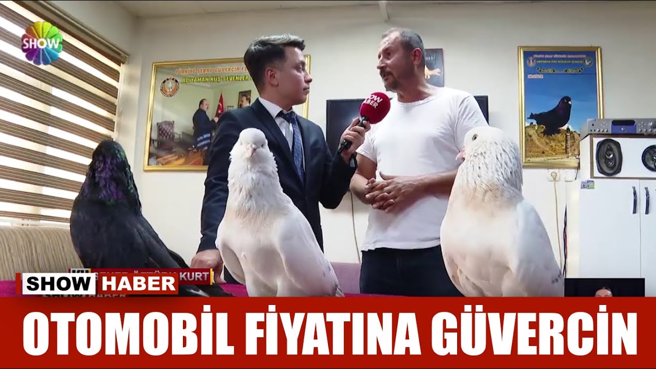 Otomobil fiyatına güvercin