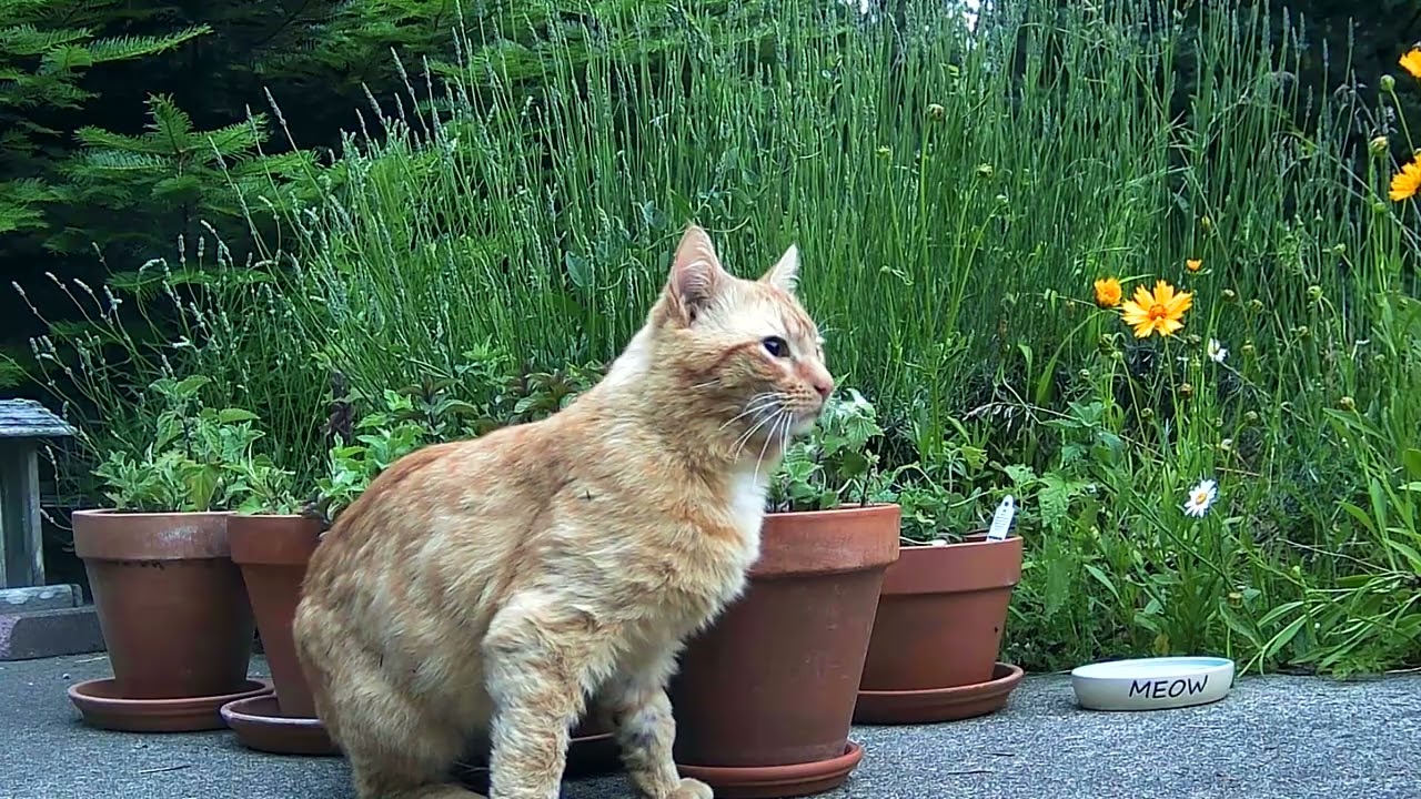 Catnip Highlight Reel #2