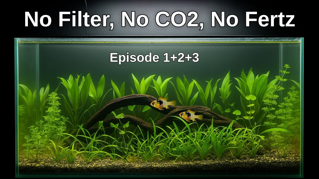 No Filter, No CO2, No Problem! | Low Tech Natural Planted Tank Tutorial • Ep. 1,2,3