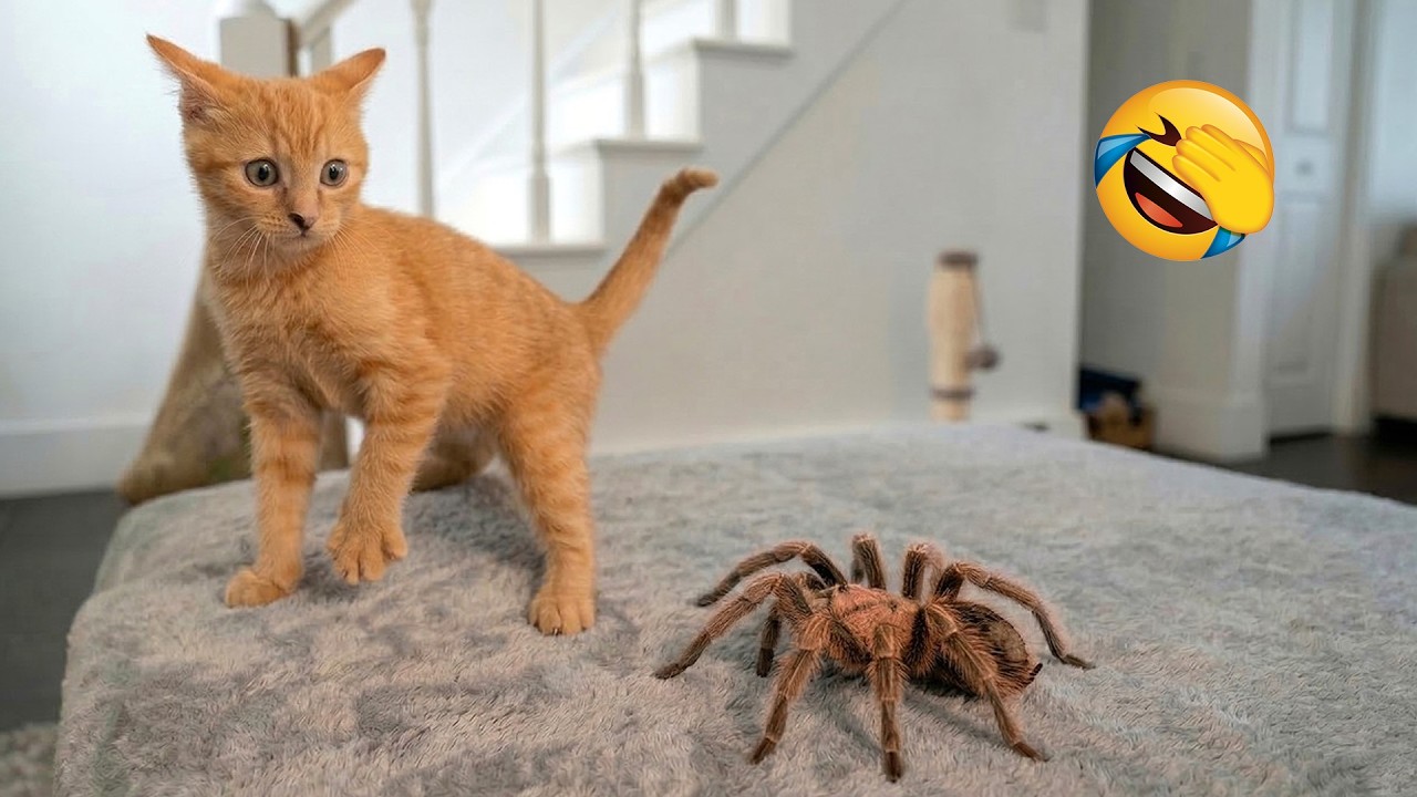 264 Hilarious Cats and Dogs Moments 2026😼🐶Try Not To Laugh😜