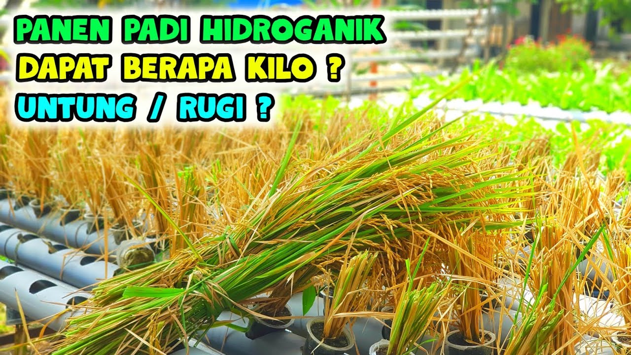 🌾Panen Padi Hidroganik 560 lubang tanam. Dapat berapa Kg ?