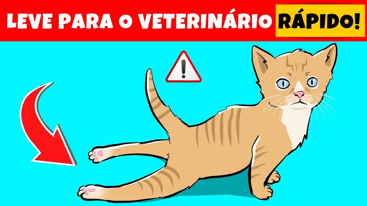 Se seu Gato fizer isso Leve para o Veterinário IMEDIATAMENTE (5 Sinais que o Gato Precisa de AJUDA)