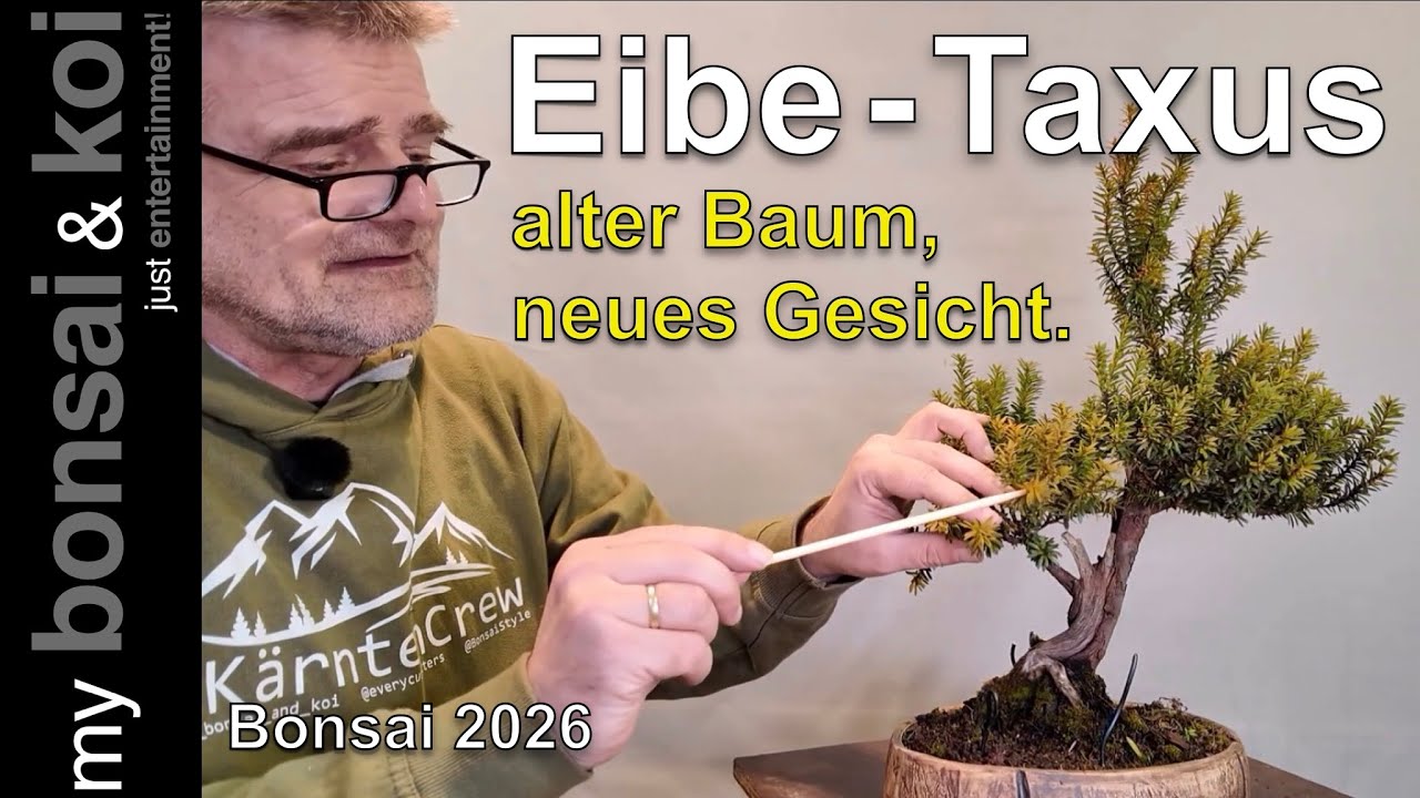 Bonsai 2026-5 - Eibe - Taxus - ein neues Gesicht für den alten Baum!